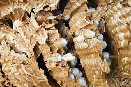 The ravaged nest of hornets, honeycombs and larvae of hornets wasps.の写真素材