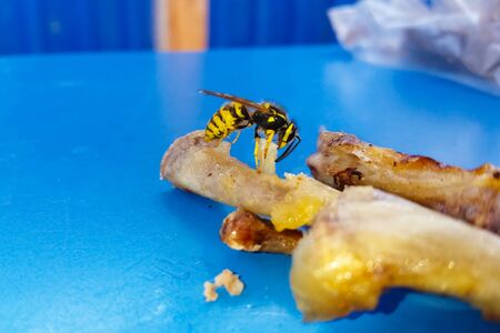 The wasp feeds on chicken leg meat on the table.