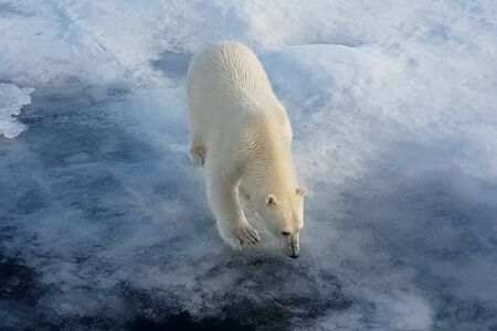 Polar bear on an ice floe. Arctic predator polar bearの写真素材