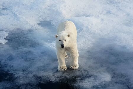 Polar bear on an ice floe. Arctic predator polar bearの写真素材