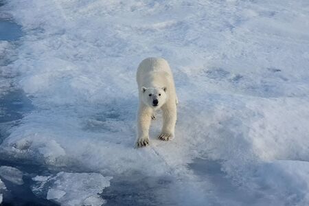 Polar bear on an ice floe. Arctic predator polar bearの写真素材