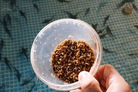 Worm feeding maggots with larvae of flies of fish fry. Sturgeon farm.の写真素材