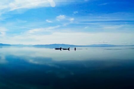 A group of killer whales in the sea. Killer whale marine mammalの写真素材