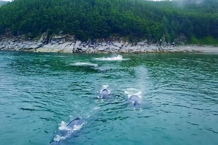 Gray whale in shallow ocean. Whale on top.の写真素材