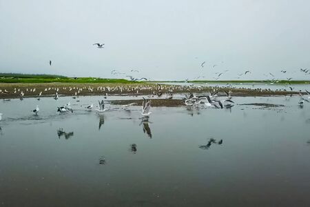 Landscape of the shore of the northern river, many gulls on the shore.の写真素材