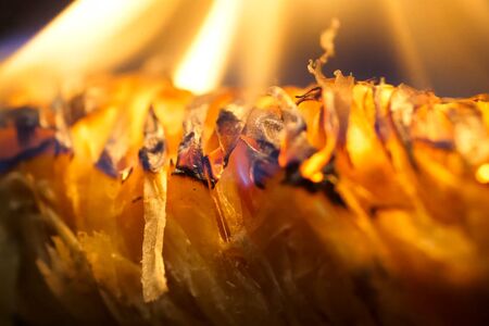 Bonfire ignition burning. Material for igniting coal.の写真素材