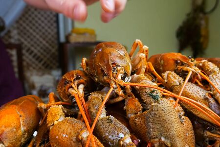 Live crayfish on the table. Cooking crayfish.の写真素材