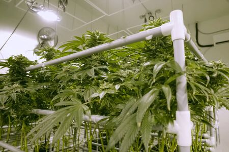 Cannabis leaves and stems are grown hydroponically in the garden. Beds of hemp, marijuana in a legal garden.の写真素材