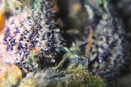 Macro photo of hemp inflorescence tips, thc crystals on cannabis shoots. Marijuana macro photo.の写真素材