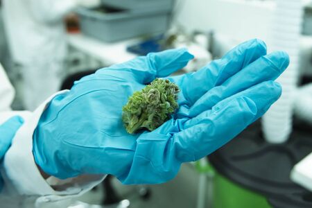 The tips of cannabis inflorescences in cannabis in the hands of a laboratory assistant. Marijuana in the hand.の写真素材