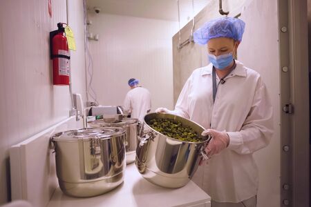 Glamis, USA - August 24, 2018: Laboratory for quality control of grown cannabis for medical purposes. Picking marijuana.のeditorial素材