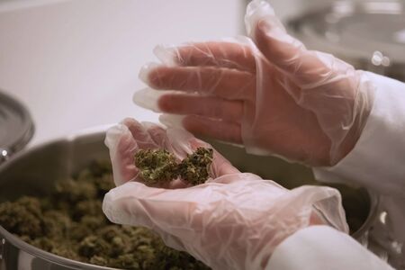 The tips of cannabis inflorescences in cannabis in the hands of a laboratory assistant. Marijuana in the hand.の写真素材