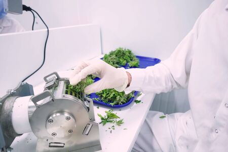 a Laboratory for quality control of grown cannabis for medical purposes. Picking marijuana.の写真素材