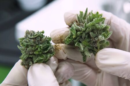The tips of cannabis inflorescences in cannabis in the hands of a laboratory assistant. Marijuana in the hand.の写真素材