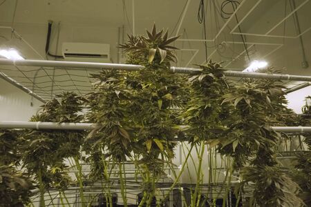 Cannabis leaves and stems are grown hydroponically in the garden. Beds of hemp, marijuana in a legal garden.の写真素材
