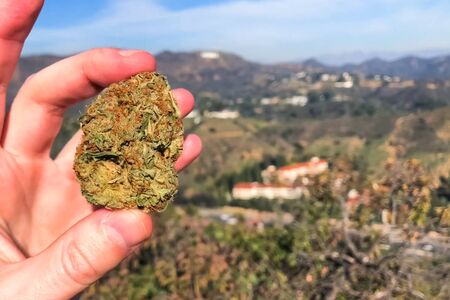 Pressed dried cannabis. A clump of dried marijuana in hand in the sunlight in the open air.の写真素材