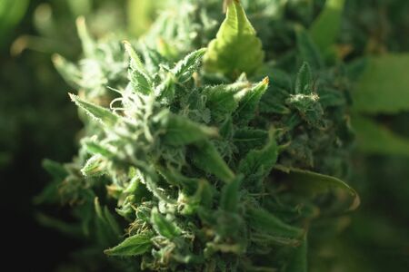Macro photo of hemp inflorescence tips, thc crystals on cannabis shoots. Marijuana macro photo.の写真素材