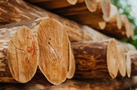 Pine log cut. Rings of wood. Wood construction.