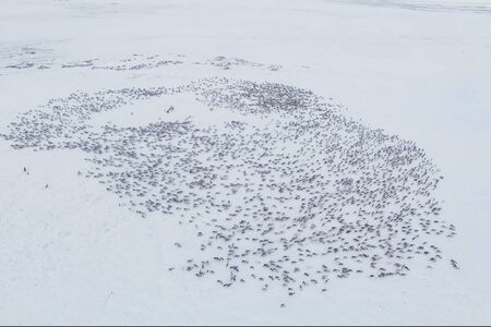 Herd of reindeer top view. Reindeer in the sima tundra in the snow.の写真素材