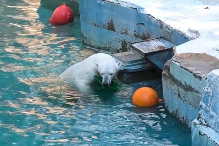 Polar bear at the zoo. The life of a polar bear in captivity.の写真素材