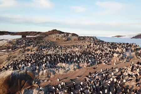 Colonies of penguins in Antarctica on the adjacent rocks.の写真素材