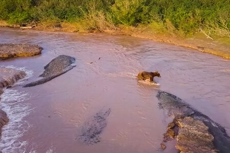 Grizzly brown bear catches salmon in the river. Bear hunts spawning fish