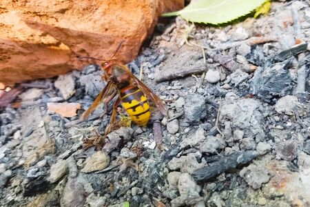 A battered hornet on the ground comes to life.の写真素材