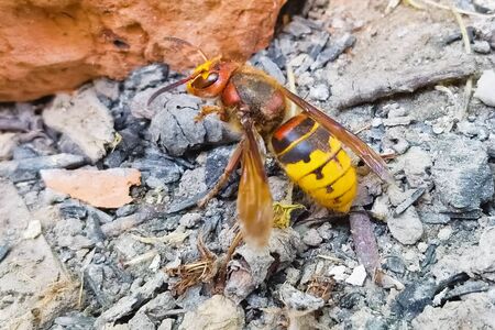 A battered hornet on the ground comes to life.