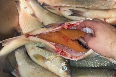 a Cutting raw fish and getting caviar from it.の写真素材