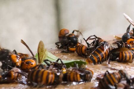 Hunting for hornets using rat glue. Sticking hornets