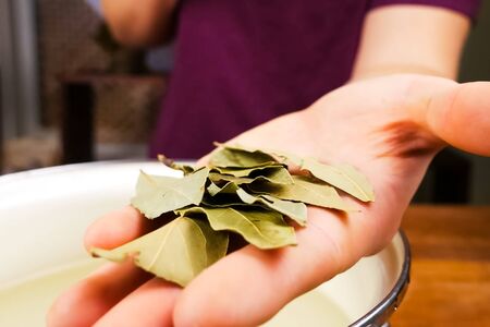 Leaves of bay leaf in the cook's hand. Seasoning bay leafの写真素材