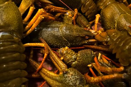 Live crayfish on the table. Cooking crayfish.の写真素材
