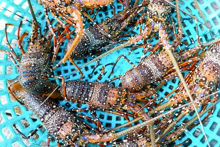 Live spiny lobsters in a basket. catching lobsters on a farm.の写真素材