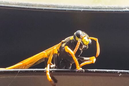 Wasp species polist puts itself in order.の写真素材