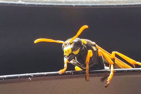 Wasp species polist puts itself in order.の写真素材