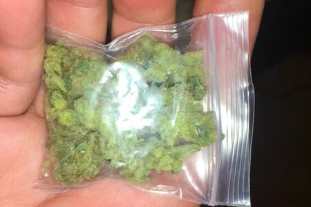 A bag of marijuana in the hands of a rastaman man. Dose of marijuana soft drug, compressed leaves and hemp inflorescences.の写真素材