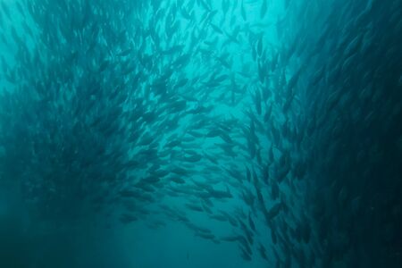 A flock of fish inside the fish farm, breeding commercial fish in the fish farmの写真素材