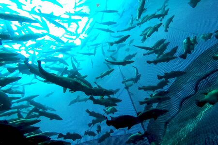 A flock of fish inside the fish farm, breeding commercial fish in the fish farmの写真素材