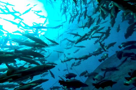 A flock of fish inside the fish farm, breeding commercial fish in the fish farmの写真素材