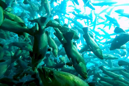 A flock of fish inside the fish farm, breeding commercial fish in the fish farmの写真素材