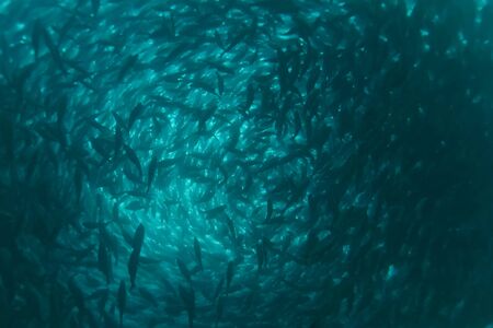 A flock of fish inside the fish farm, breeding commercial fish in the fish farmの写真素材