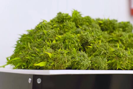 a Folding raw freshly picked cannabis inflorescences for drying. Cooking marijuana for medical purposes.の写真素材