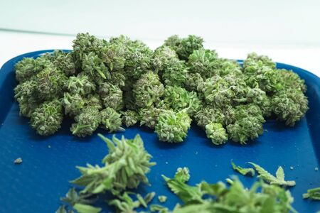 a Folding raw freshly picked cannabis inflorescences for drying. Cooking marijuana for medical purposes.の写真素材