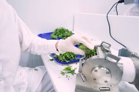 a Laboratory for quality control of grown cannabis for medical purposes. Picking marijuana.の写真素材