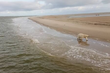 Polar bear on the seashore in the tundra.の写真素材