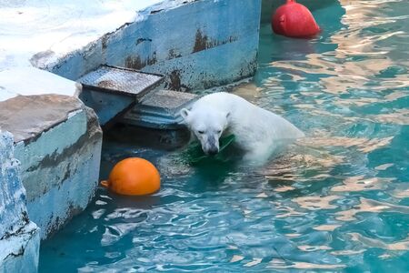 Polar bear at the zoo. The life of a polar bear in captivity.の写真素材
