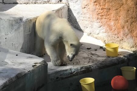 Polar bear at the zoo. The life of a polar bear in captivity.の写真素材
