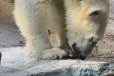 Polar bear at the zoo. The life of a polar bear in captivity.の写真素材