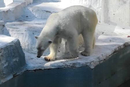 Polar bear at the zoo. The life of a polar bear in captivity.の写真素材