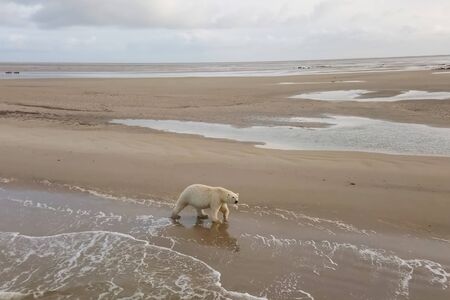 Polar bear on the seashore in the tundra.の写真素材